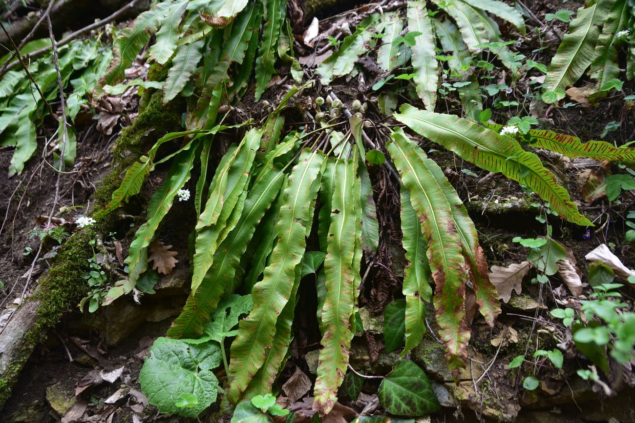 Image of Phyllitis scolopendrium specimen.