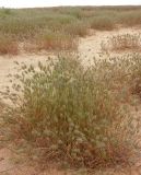 семейство Poaceae