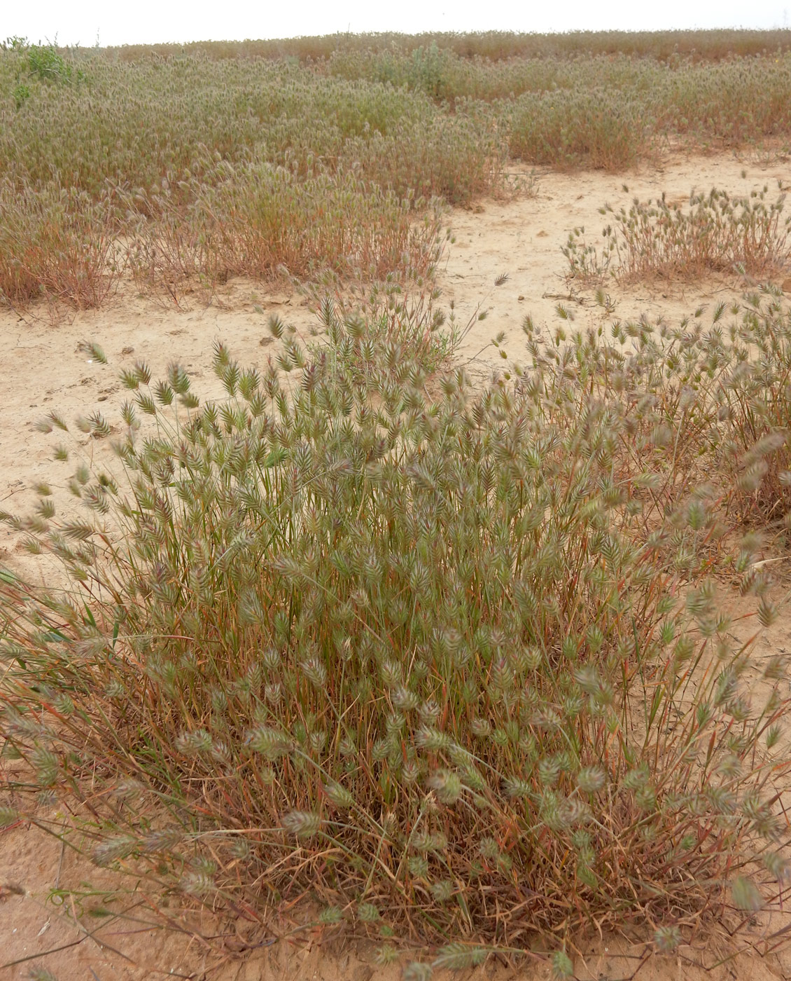 Изображение особи семейство Poaceae.
