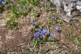 Scilla siberica
