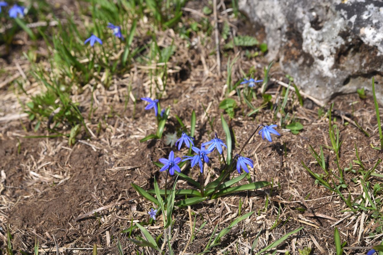Image of Scilla siberica specimen.
