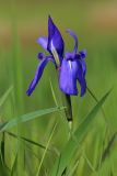 Iris laevigata. Цветок и части листьев. Приморский край, Ханкайский р-н, окр. с. Новониколаевка, оз. Ханка, памятник природы \"Мыс Девичьи Пески\", на сыром лугу. 27.05.2026.