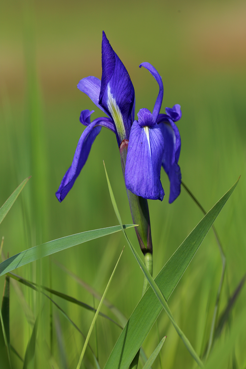 Image of Iris laevigata specimen.