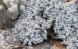род Stereocaulon