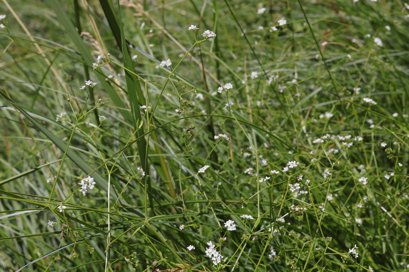 Изображение особи Galium debile.