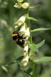 Digitalis ciliata. Часть соцветия с питающимся шмелем. Белгородская обл., пос. Ракитное, ул. Сосновая, 2, в культуре. 21 июня 2026 г.