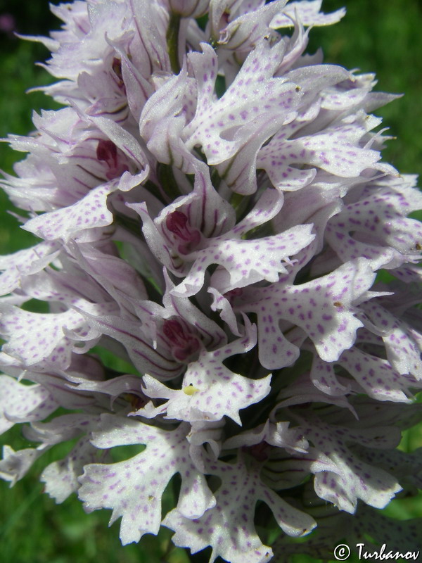 Image of Neotinea tridentata specimen.