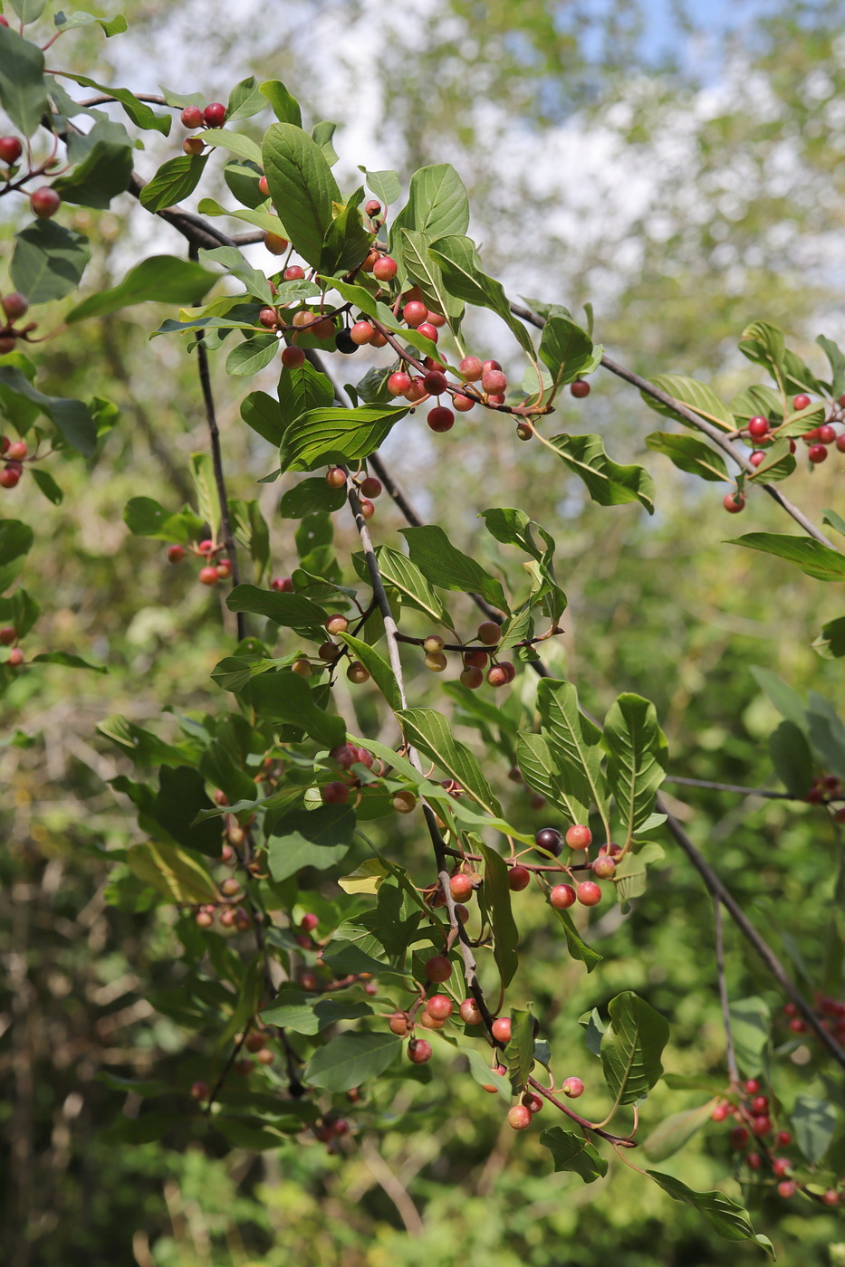 Image of Frangula alnus specimen.