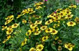 Helenium autumnale. Верхушки побегов с соцветиями. Московская обл., г. Железнодорожный, в культуре. 21.08.2026.