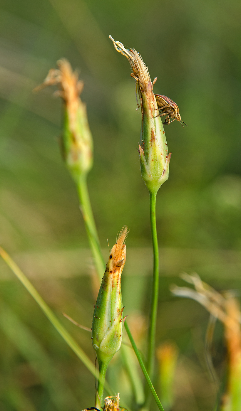 Image of Scorzonera stricta specimen.