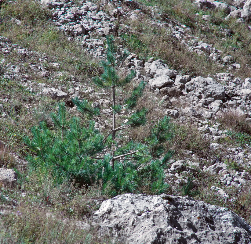 Изображение особи Pinus sylvestris ssp. hamata.