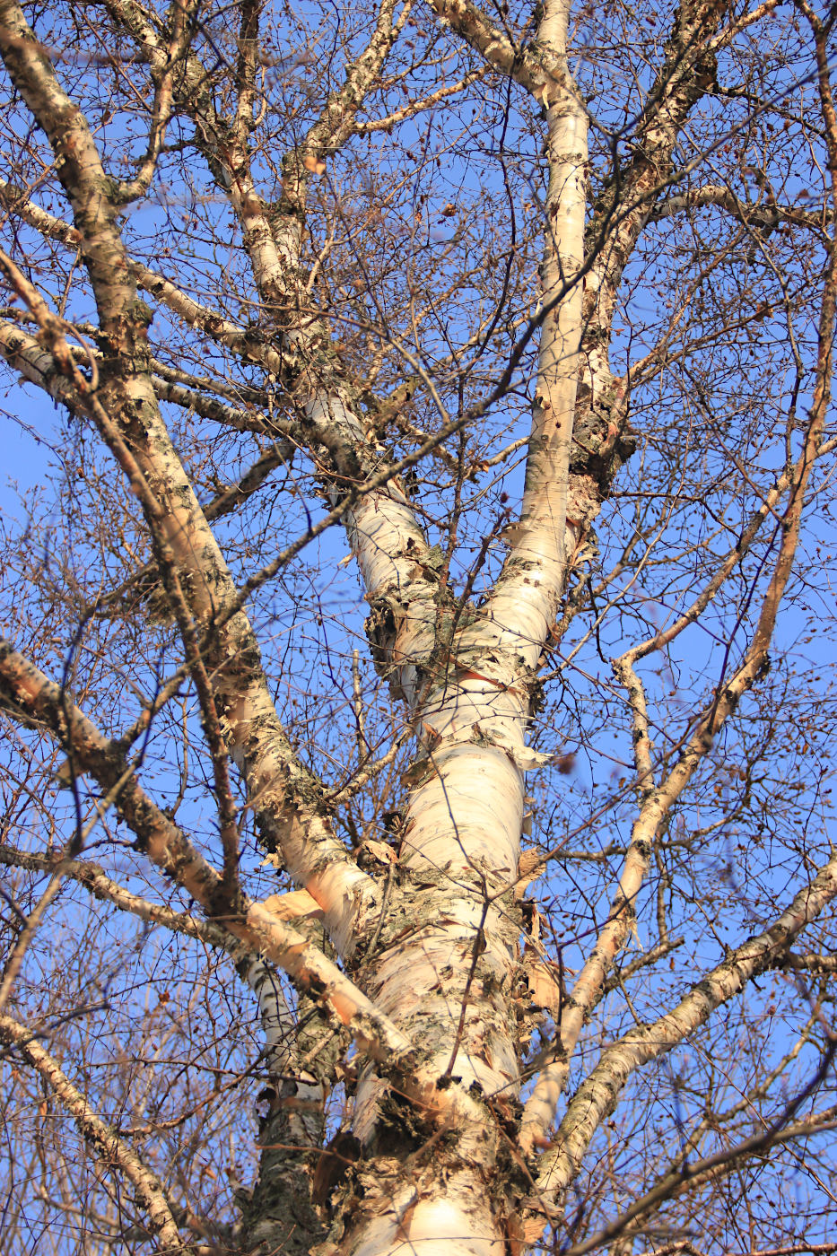 Image of Betula ermanii specimen.