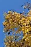 Phellodendron amurense. Плодоносящие ветви с листвой в осенней окраске. Беларусь, г. Витебск, ботанический сад ВГУ. 03.10.2026.
