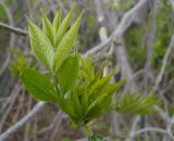 Fraxinus pennsylvanica