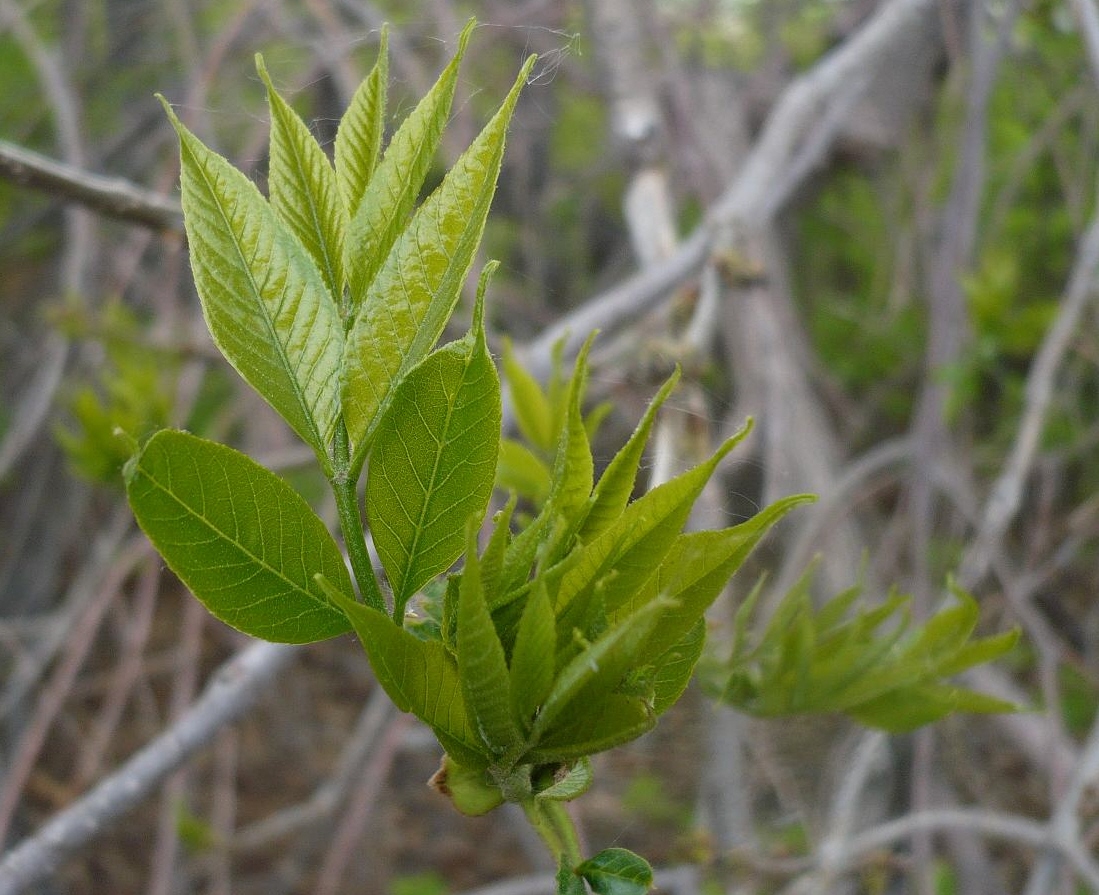 Изображение особи Fraxinus pennsylvanica.