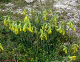 Onosma taurica. Цветущее растение. Крым, окр. Севастополя, Каламита. 11 мая 2011 г.