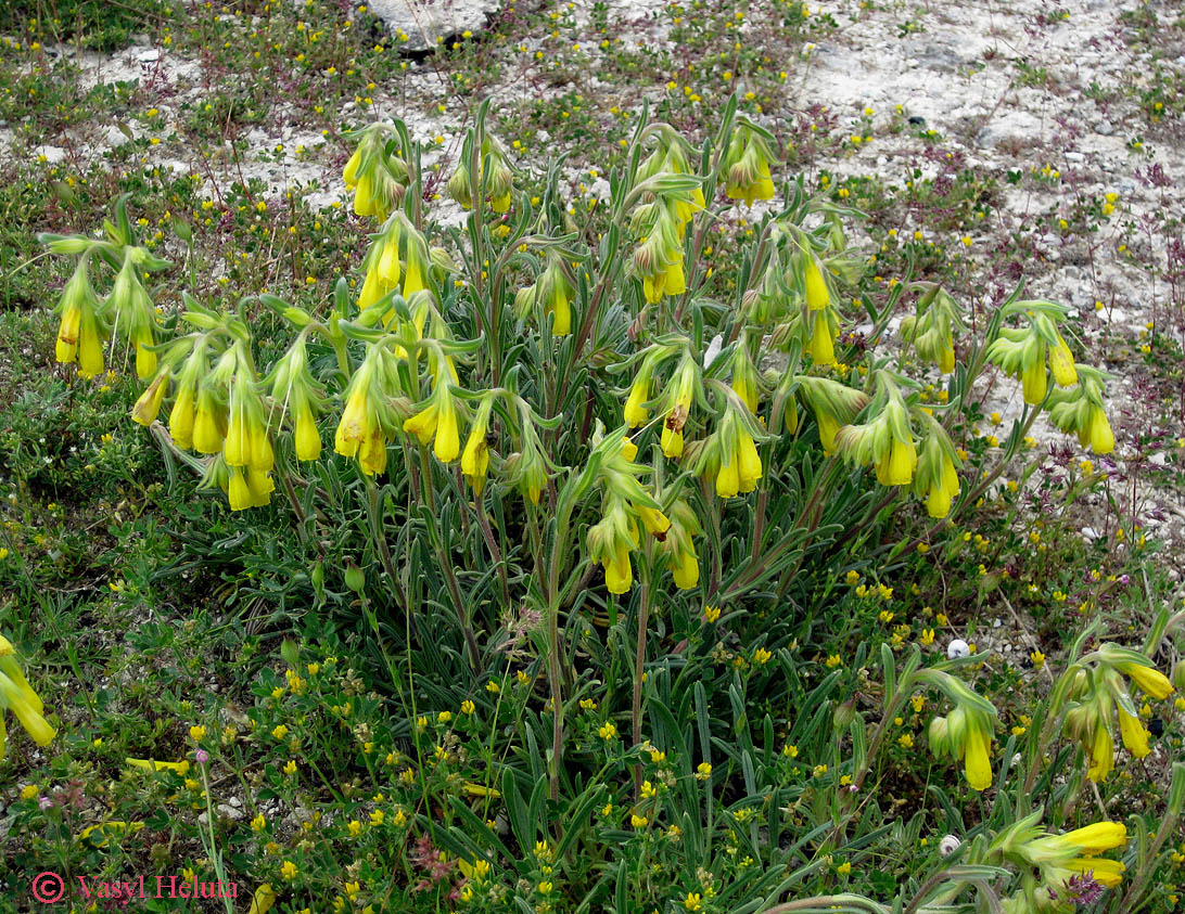 Image of Onosma taurica specimen.