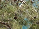 Pinus pityusa. Ветви с раскрывшимися шишками. Южный Берег Крыма, окр. пос. Новый Свет, Царский пляж. 06.05.2011.