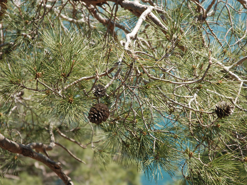 Изображение особи Pinus pityusa.