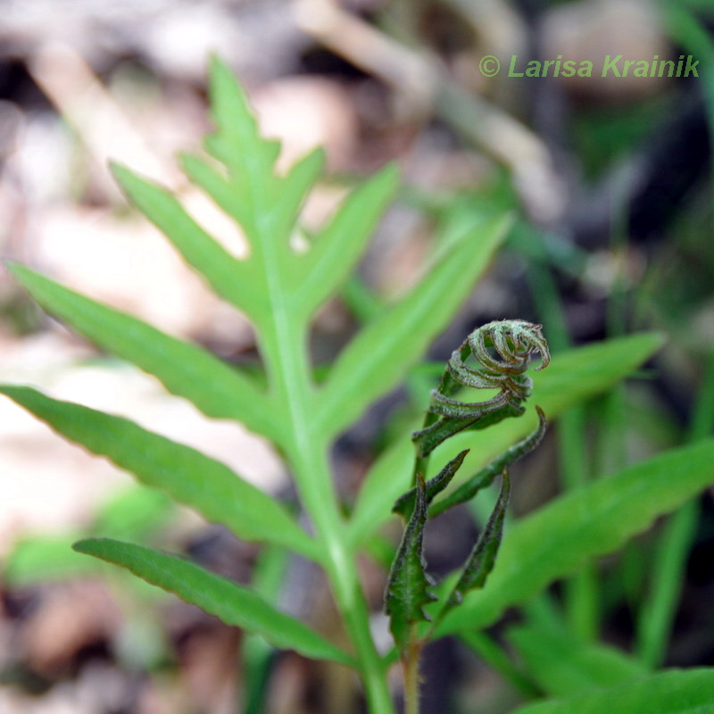 Изображение особи Onoclea sensibilis.