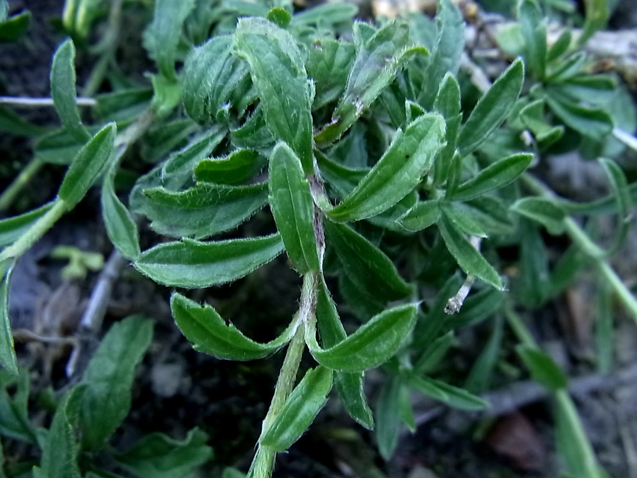Image of Sideritis hyssopifolia specimen.