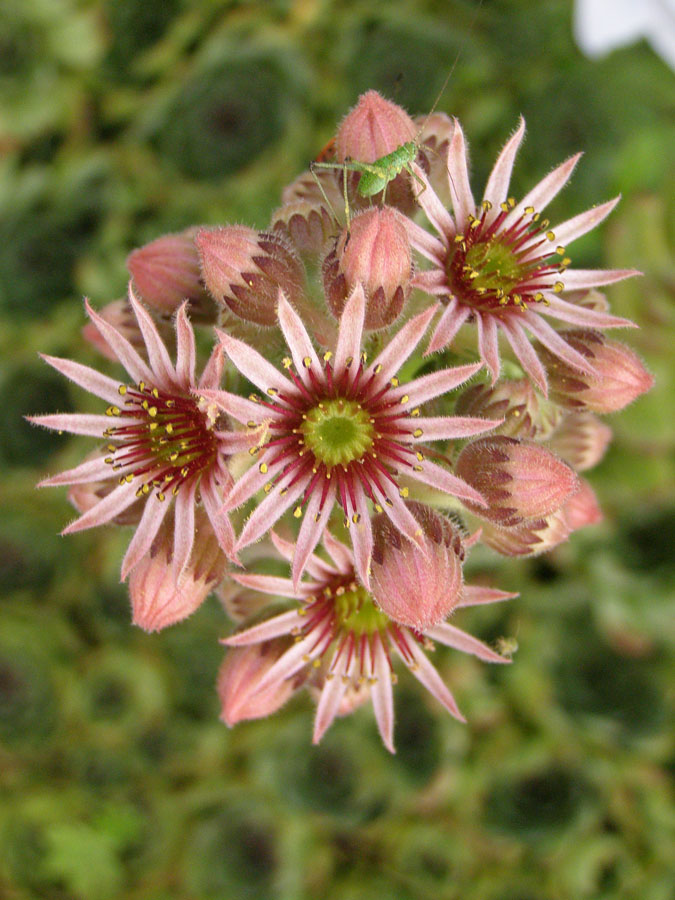 Изображение особи Sempervivum tectorum.