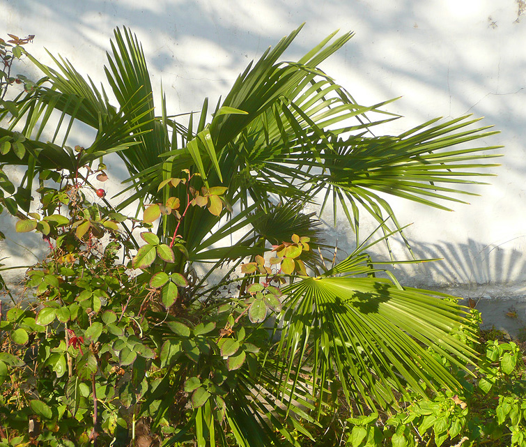 Изображение особи Trachycarpus fortunei.