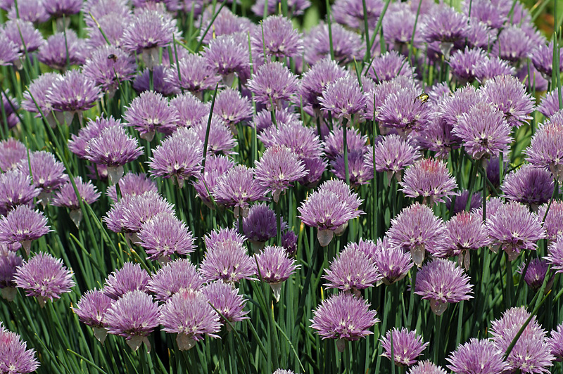 Image of Allium schoenoprasum specimen.