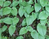 Maianthemum bifolium. Листья. Украина, Ивано-Франковская обл., Надворнянский р-н, природный заповедник \"Горганы\", Кливки, еловый лес. 17 июня 2011 г.