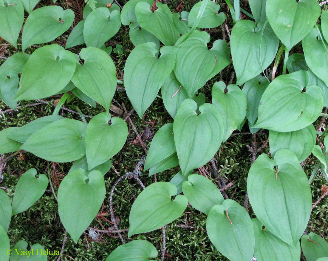 Изображение особи Maianthemum bifolium.