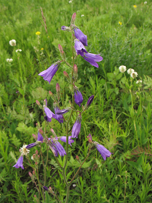 Image of Campanula sibirica specimen.