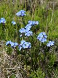 Myosotis asiatica