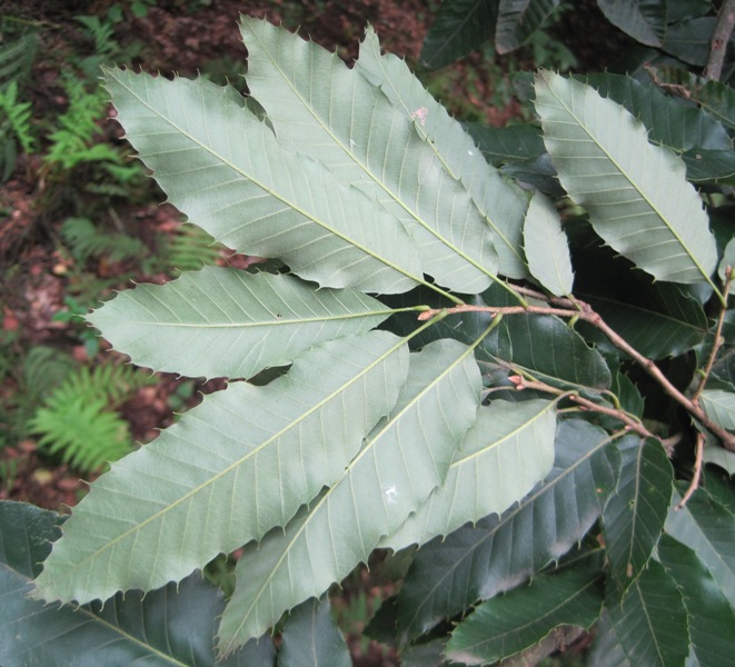 Изображение особи Quercus variabilis.