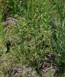 Persicaria lapathifolia. Цветущие растения. Московская обл., Раменский р-н, окр. дер. Хрипань, окраина поля. 14.07.2011.