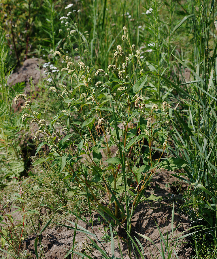 Image of Persicaria lapathifolia specimen.