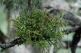 Arceuthobium oxycedri. Растение на ветвях Juniperus seravschanica. Киргизия, Тянь-Шань, Таласский хр., ущ. р. Чичкан. 30.05.2011.