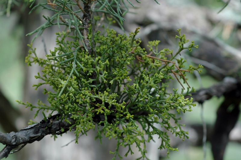 Image of Arceuthobium oxycedri specimen.