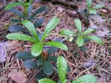 Chimaphila umbellata. Растение с бутонами. Курская обл., Беловский р-н, урочище \"Пенский лес\". 15 июня 2006 г.