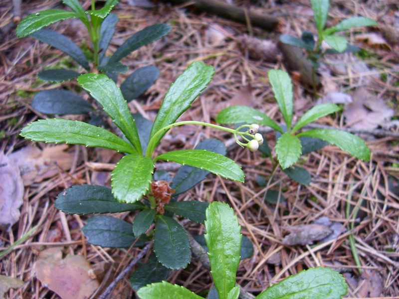 Изображение особи Chimaphila umbellata.