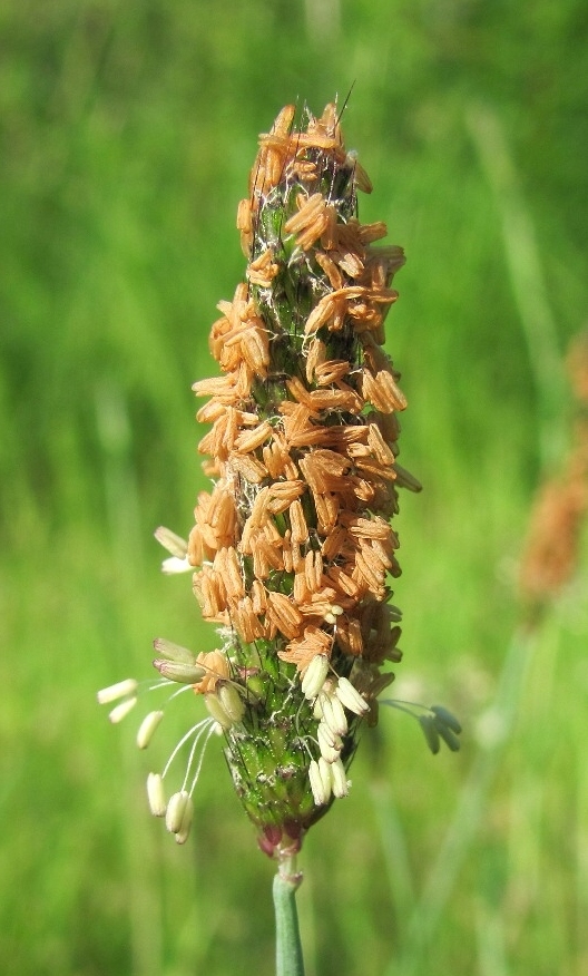 Image of Alopecurus geniculatus specimen.