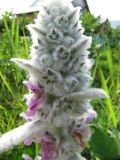 Stachys byzantina