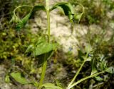 Anagallis arvensis. Часть побега с плодами. Копетдаг, Чули. Май 2011 г.