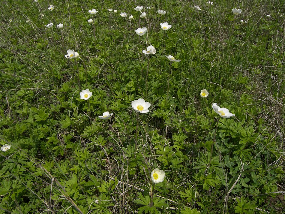 Image of Anemone sylvestris specimen.
