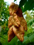 Koelreuteria paniculata