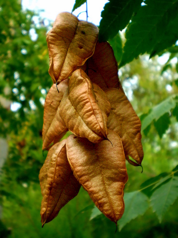 Image of Koelreuteria paniculata specimen.