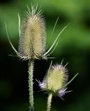 Dipsacus fullonum