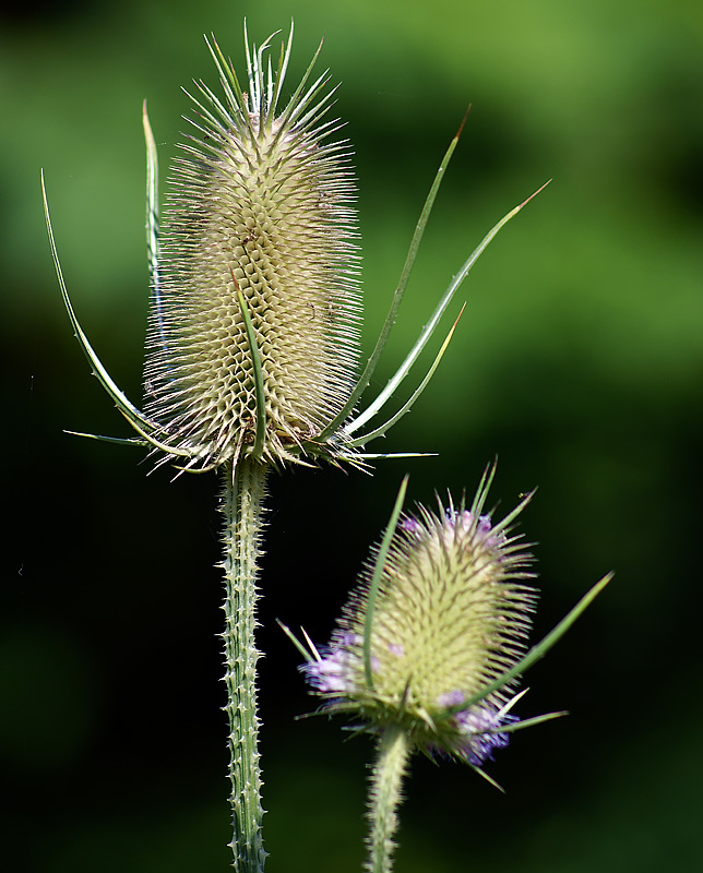 Image of Dipsacus fullonum specimen.