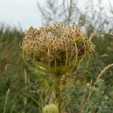 Daucus carota. Соплодие. Смоленская обл., Смоленский р-н, пос. Каспля, обочина дороги. 29.08.2011.