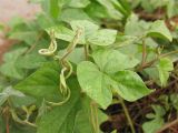 Ipomoea indica