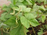 Ipomoea indica. Верхушка побега. Испания, Каталония, провинция Girona, Costa Brava, Sant Feliu de Guíxols, рудеральное местообитание (на куче растительного мусора). 23 октября 2008 г.